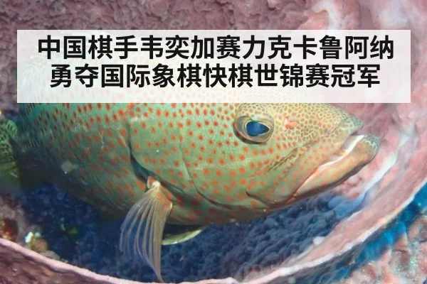 中国棋手韦奕加赛力克卡鲁阿纳勇夺国际象棋快棋世锦赛冠军